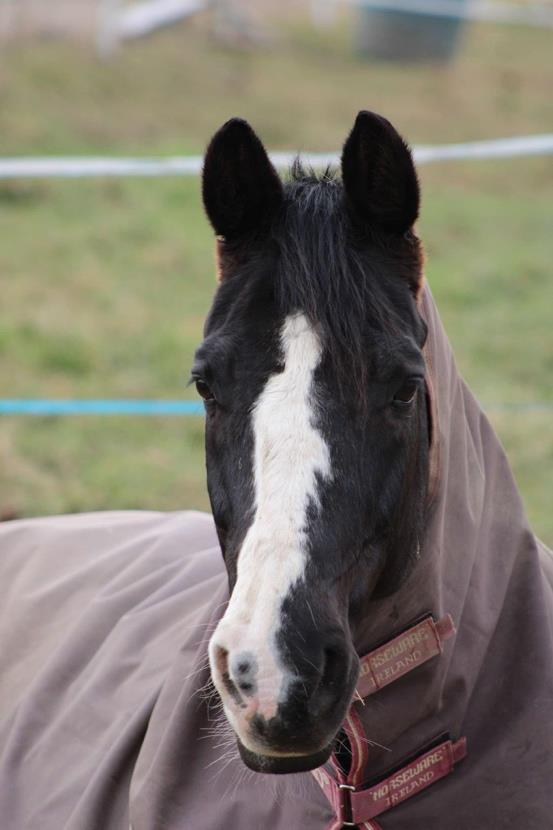 Centre Equestre De La Résilience