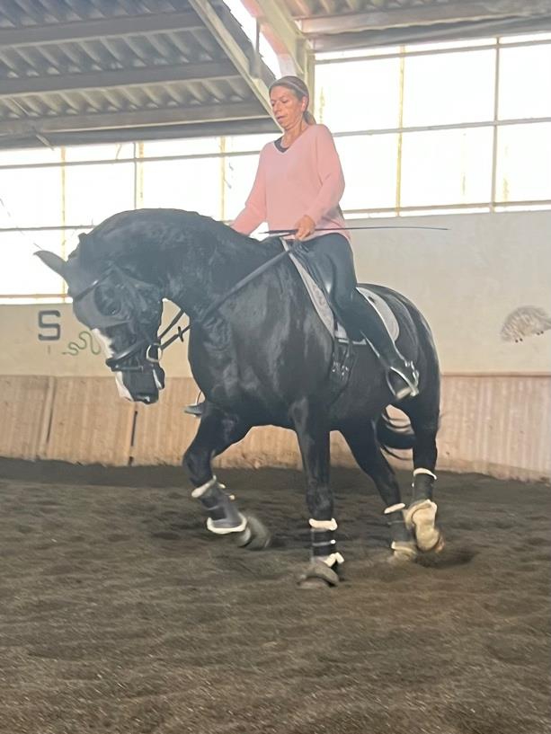 Centre Equestre De La Résilience
