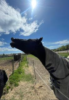Centre Equestre De La Résilience