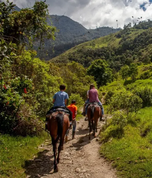 Centre Equestre De La Resilience Formation Equestre En Ligne Marseille Randonnees
