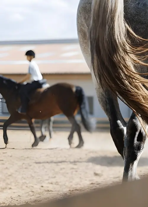 Formation équitation à distance à Bordeaux