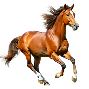 Centre Equestre De La Resilience Formation Equestre En Ligne Marseille Vecteezy Majestic Brown Horse In Full Gallop 56472090 1